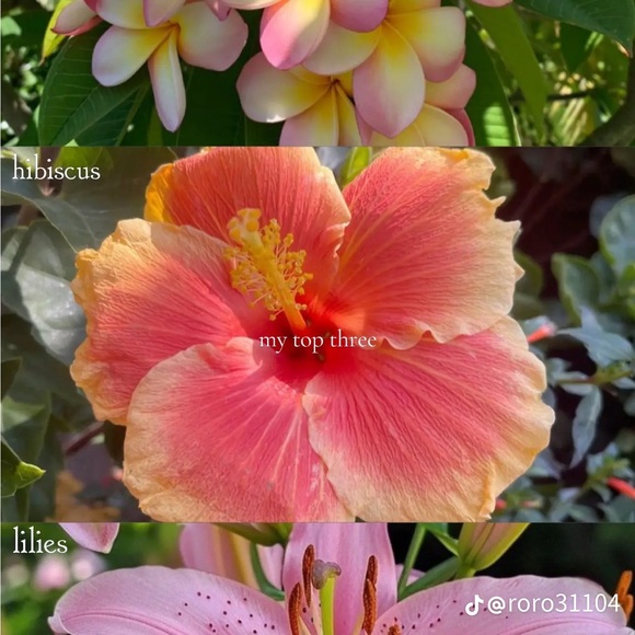 tanktankca